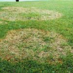 large patch turf disease in a lawn.  A lawn treatment in warner robins can stop the spreading of disease and get your lawn back on the right track.