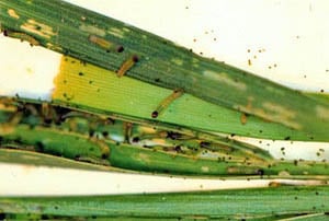 armyworm damage