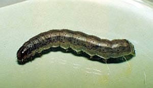 armyworm larva