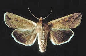 armyworm moth