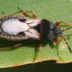 pest control pest control
