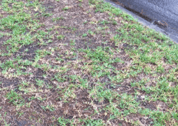 chinch bug lawn damage