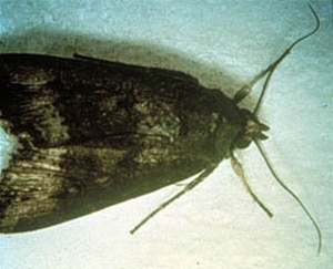 cutworm moth