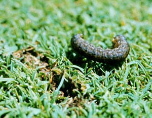 cutworms