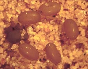 mole cricket eggs