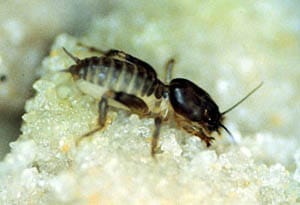 mole crickets