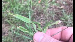 sod webworm lawn damage