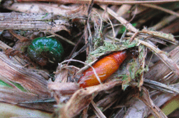 sod webworm larva