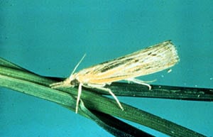 sod webworm moth