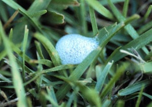 spittlebug eggs