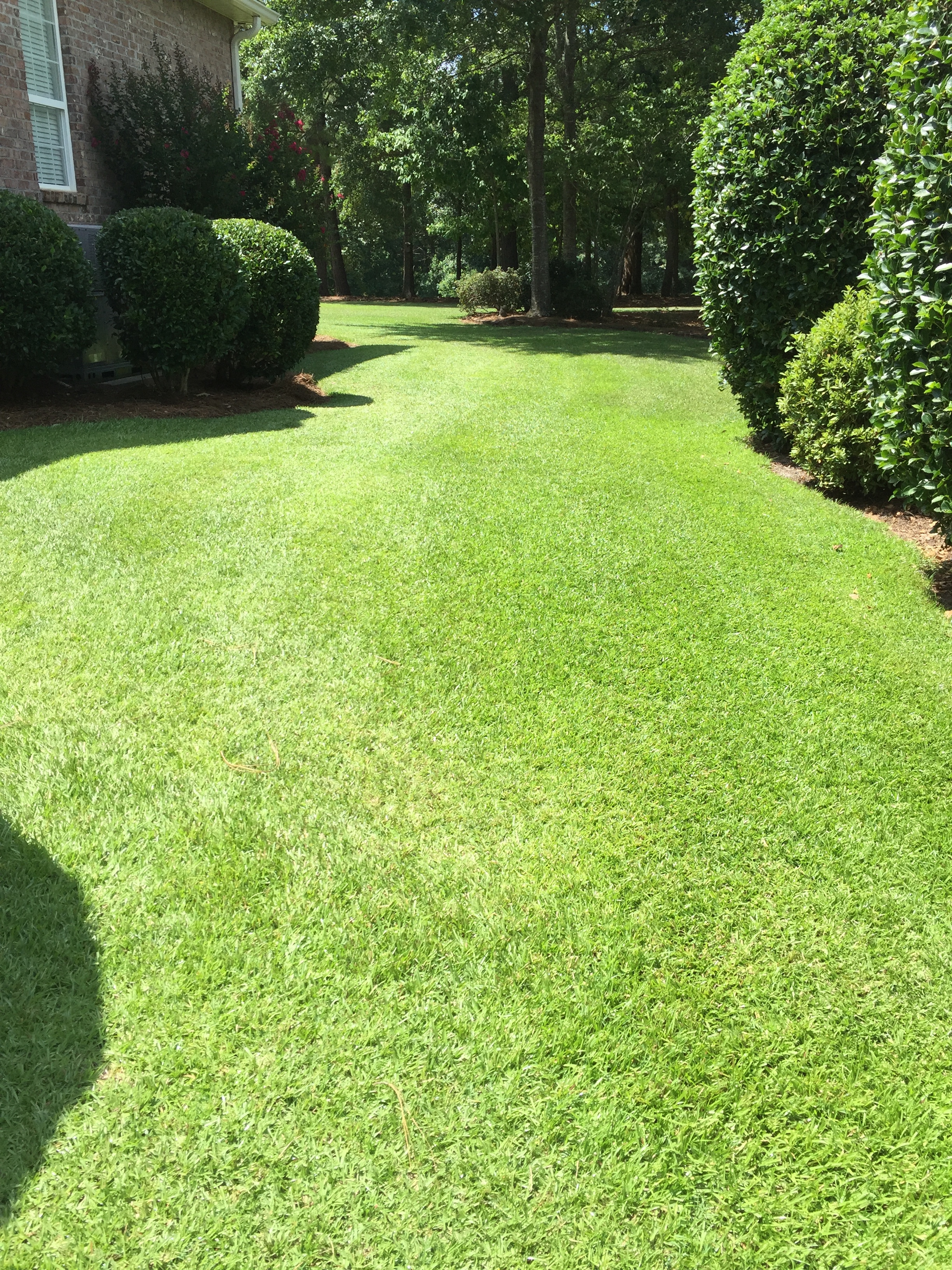 How To Care For Centipede Grass In Macon Warner Robins Liquid Lawn