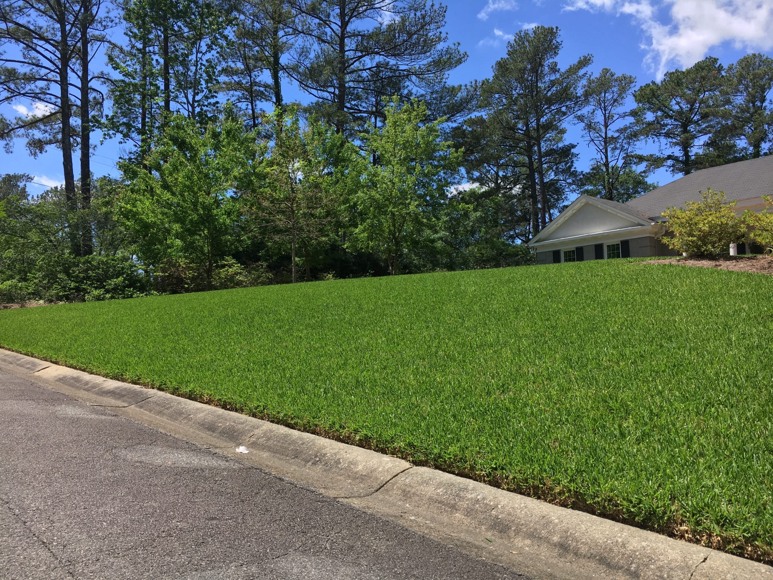 St. Augustine lawn in Macon / Warner Robins Georgia