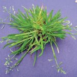 Photo of Poa Annua in Macon / Warner Robins area. This weed can be eliminated one of our weed treatments in the macon and warner robins area