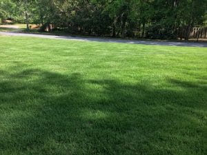 Dark green front lawn of a client that uses our lawn treatments. He uses our weed control and fertilization lawn treatment package that ensures his lawn is dark green and beautiful.