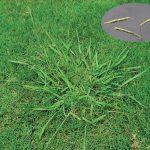 weed control weed control