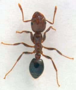 fire ants fire ants