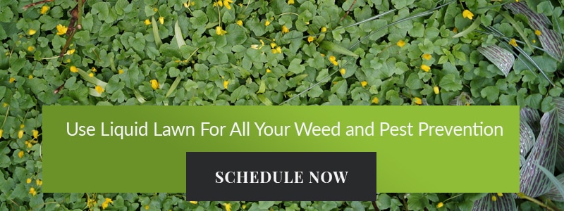 Weed and Pest Prevention Banner