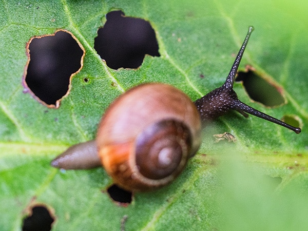 Liquid Lawn Pest Control