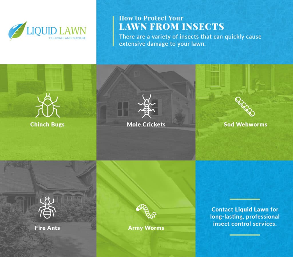 Lawn Insects Commonly Found in the Macon, GA - Liquid Lawn