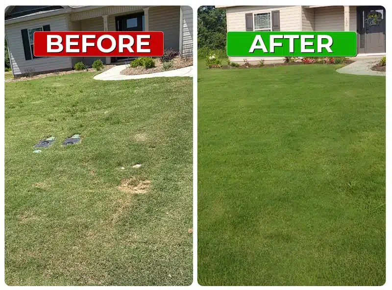 Before and after weed control lawn result 3