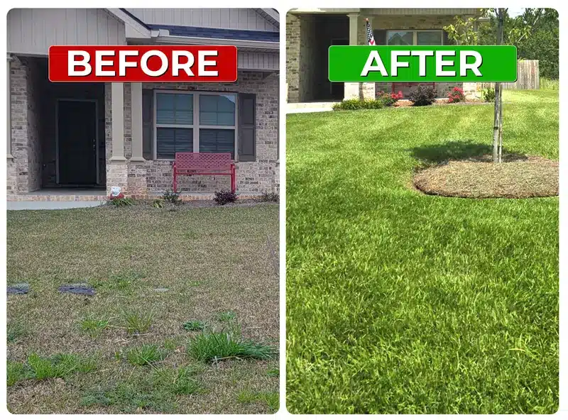 Before and after weed control lawn result 5