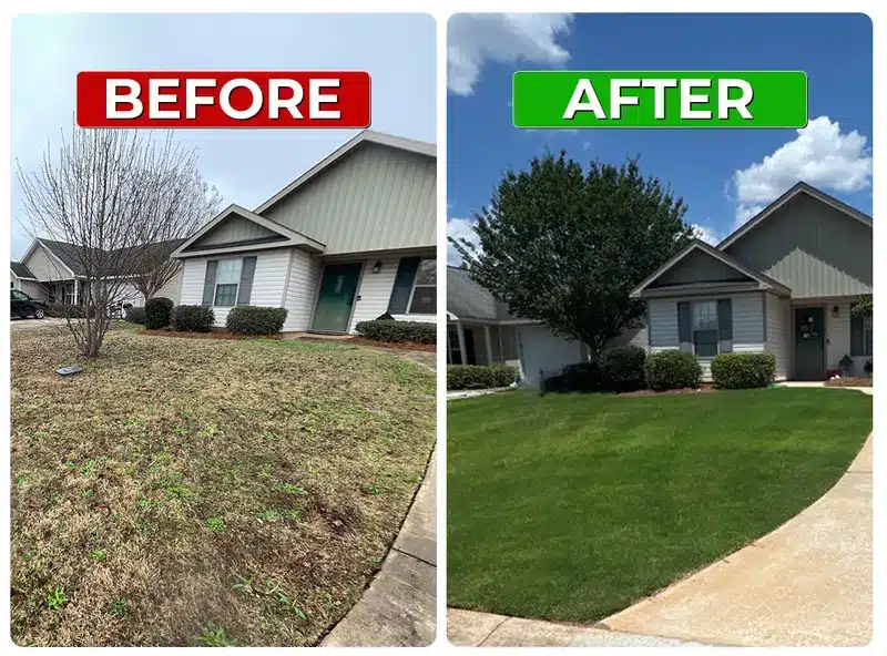 Before and after weed control lawn result 6