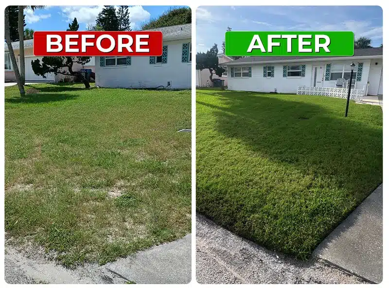 Before and after weed control lawn result 9