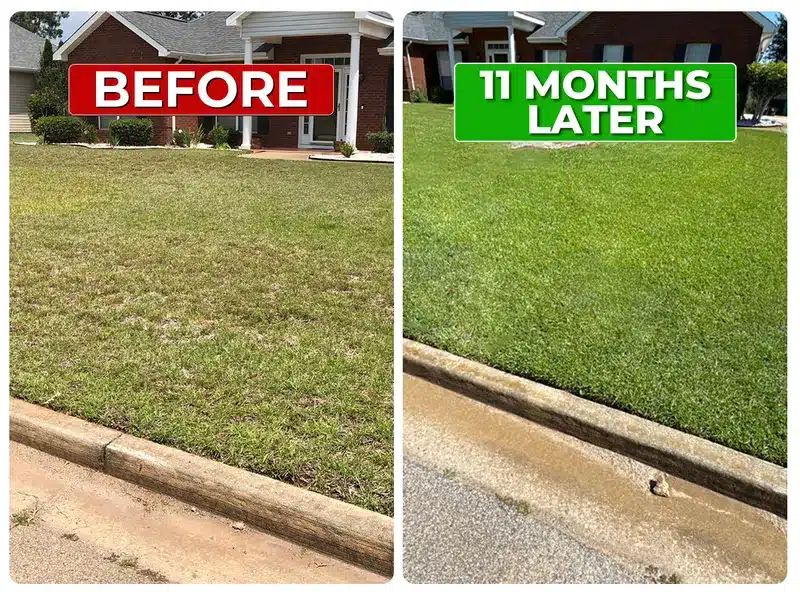 Lawn before and 11 months later with Liquid Lawn weed control