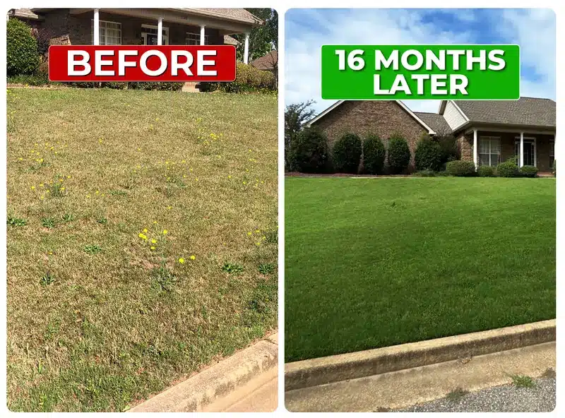Lawn before and 16 months later with Liquid Lawn weed control