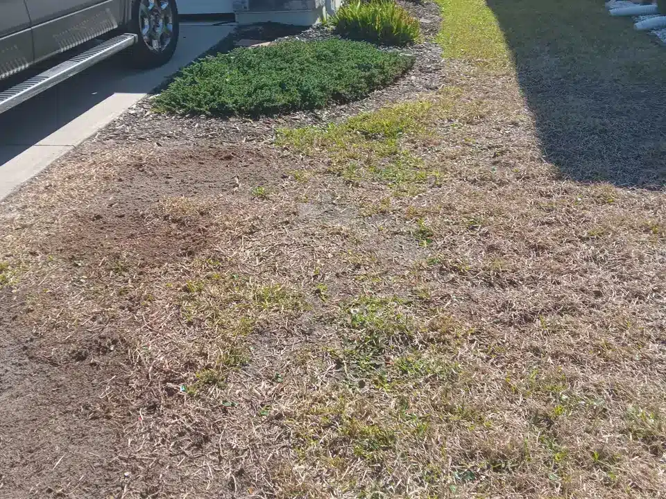 Second treatment - lawn progress photo, January 17, 2025