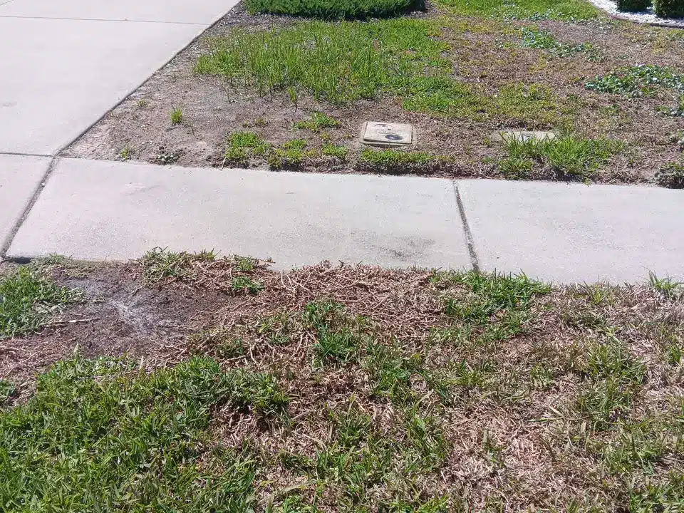Third treatment - lawn progress photo, March 1, 2025