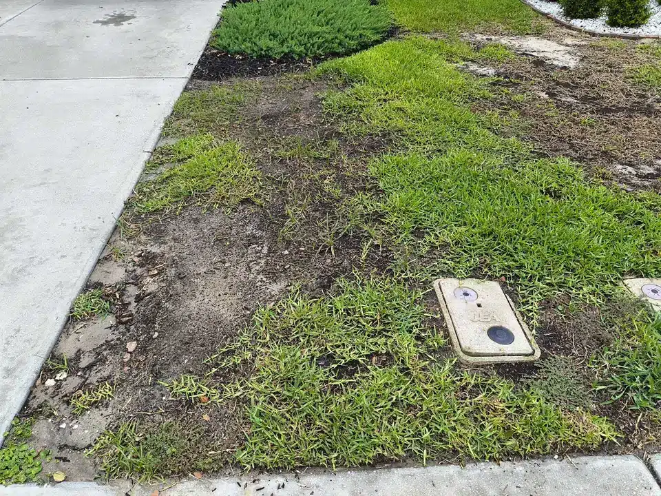 Fifth treatment - lawn progress photo, May 25, 2025
