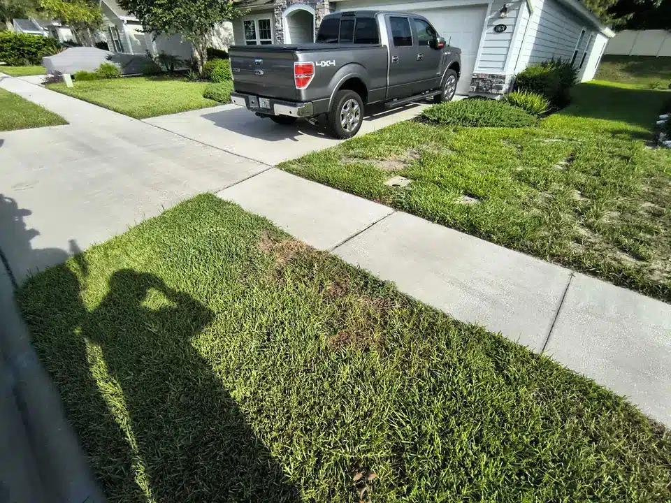 Sixth treatment - lawn progress photo, July 7, 2025