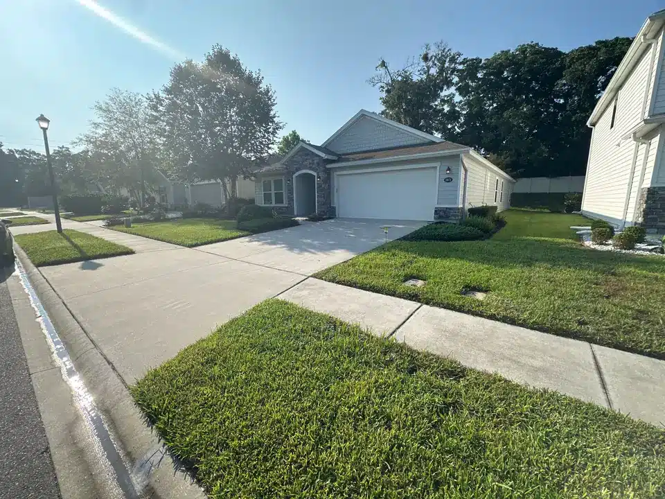 Seventh treatment - lawn progress photo, August 21, 2025