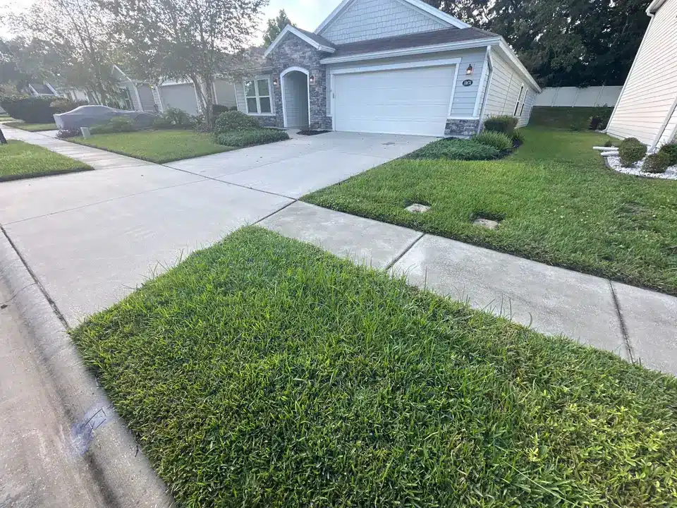 Eighth treatment - lawn progress photo, September 25, 2025
