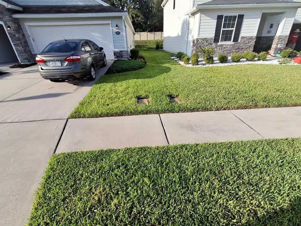 Ninth treatment - lawn progress photo, November 5, 2025