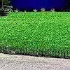 Lawn photo from Brian Porter's review
