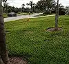 Lawn photo from Robin Miller's review