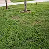 Lawn photo from Robin Miller's review
