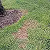 Lawn photo from Robin Miller's review