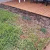 Lawn photo from Robin Miller's review