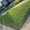 Lawn photo from Dennis Egatz's review
