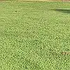 Lawn photo from Minton Williams's review